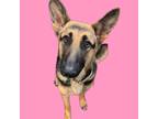 Adopt Tipsy a Black - with Tan, Yellow or Fawn German Shepherd Dog / Mixed dog