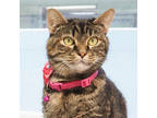 Adopt Willow a Brown Tabby Domestic Shorthair / Mixed (short coat) cat in Largo