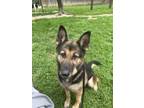 Adopt Ruby a Black - with Tan, Yellow or Fawn German Shepherd Dog / Mixed dog in