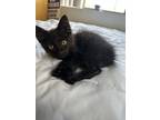 Adopt Leia a Black (Mostly) Bombay / Mixed (short coat) cat in Riverside
