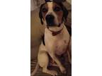 Adopt Fred a White - with Brown or Chocolate Beagle / Mixed dog in East Dundee