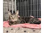 Adopt Chocolate Chip (BONDED PAIR) a Brown Tabby Domestic Shorthair / Mixed