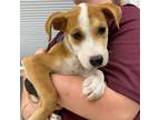 Adopt Chopper a Tan/Yellow/Fawn Hound (Unknown Type) / Mixed dog in Bryan