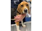 Adopt Linus a Brown/Chocolate Beagle / Mixed dog in Moncks Corner, SC (41282948)