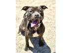 Adopt Dawn a Black American Pit Bull Terrier / Mixed Breed (Medium) / Mixed