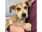 Adopt Chica a Tan/Yellow/Fawn Hound (Unknown Type) / Mixed Breed (Medium) /