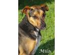 Adopt Milo (D21-061) a Black Hound (Unknown Type) / Mixed Breed (Medium) / Mixed