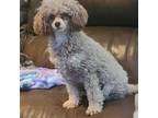Adopt Berkley a Brown/Chocolate - with Tan Poodle (Miniature) / Mixed dog in