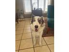 Adopt Sixo a Merle Border Collie / Mixed dog in Tucson, AZ (41282867)