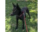 Adopt Rosita a Black Australian Kelpie / Mixed dog in Scottsdale, AZ (41282856)