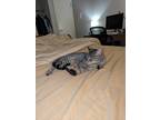 Adopt Guppy a Brown Tabby American Shorthair / Mixed (short coat) cat in