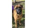 Adopt Drogen a Brown/Chocolate - with Black Bullmastiff / Mixed dog in San