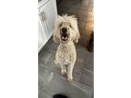 Adopt Blondie a White - with Tan, Yellow or Fawn Poodle (Standard) / Golden