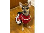 Adopt Sophie a Brown/Chocolate - with Black Miniature Pinscher / Mixed dog in
