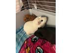 Adopt Blanche a Blonde Guinea Pig / Guinea Pig / Mixed (short coat) small animal