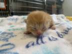 Adopt Honey Mustard a Orange or Red Domestic Shorthair / Domestic Shorthair /