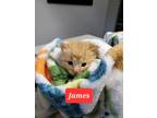 Adopt James a Orange or Red Domestic Shorthair / Mixed Breed (Medium) / Mixed