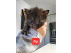 Adopt Pip a All Black Domestic Shorthair / Mixed Breed (Medium) / Mixed (short