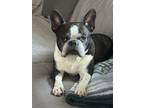 Adopt Vega a Black - with White Boston Terrier / Mixed dog in Belleville