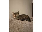 Adopt Olive a Brown Tabby American Shorthair / Mixed (short coat) cat in