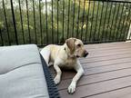 Adopt Sheila a Tan/Yellow/Fawn Labrador Retriever / Mixed dog in Austin