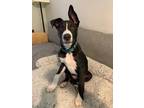 Adopt Benny a Black - with White German Shepherd Dog / American Pit Bull Terrier
