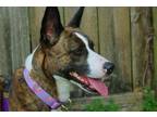 Adopt Phoenix a Brindle - with White Bull Terrier / Corgi / Mixed dog in