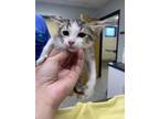 Adopt Koa a Brown or Chocolate Domestic Shorthair / Domestic Shorthair / Mixed