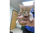 Adopt Pierre a Orange or Red Domestic Shorthair / Domestic Shorthair / Mixed cat