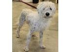 Adopt Carlos a White Mixed Breed (Medium) / Mixed dog in LAMPASAS, TX (41282697)