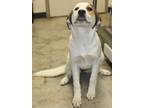 Adopt Freckles a White Great Pyrenees / Mixed Breed (Medium) / Mixed (short