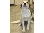 Adopt Freckles a White Great Pyrenees / Mixed dog in LAMPASAS, TX (41282694)