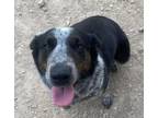 Adopt Taz a Black Australian Cattle Dog / Mixed Breed (Medium) / Mixed (short