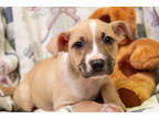 Adopt 161015 a Brown/Chocolate American Pit Bull Terrier / Mixed Breed (Medium)
