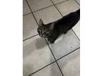 Adopt Kade a Tiger Striped American Shorthair / Mixed (short coat) cat in