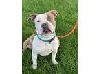Adopt Stormy a American Pit Bull Terrier / Mixed dog in Tehachapi, CA (40640753)