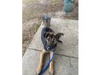 Adopt Mabel a German Shepherd Dog / Mixed dog in Tehachapi, CA (40097537)