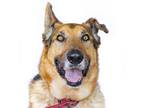 Adopt Gideon a German Shepherd Dog / Mixed dog in Tehachapi, CA (39305654)