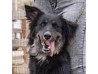 Adopt Godfrey a German Shepherd Dog / Mixed dog in Tehachapi, CA (39361636)