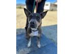 Adopt Opal a German Shepherd Dog / Mixed dog in Tehachapi, CA (39725669)