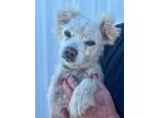 Adopt Wallace a Pomeranian / Mixed dog in Tehachapi, CA (41282729)