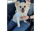 Adopt Delilah a Pomeranian / Mixed dog in Tehachapi, CA (41282728)