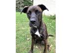 Adopt Brent a Brindle Boxer / Labrador Retriever / Mixed dog in Poplar Grove