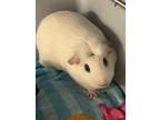 Adopt Sophia a White Guinea Pig / Mixed small animal in Key West, FL (41156808)