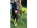 Adopt Grantham a Black Retriever (Unknown Type) / German Shepherd Dog / Mixed