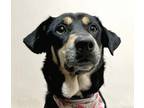 Adopt NODDY (India) yo a Black - with Brown, Red, Golden