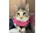 Adopt Iris - LF a Gray or Blue (Mostly) Domestic Shorthair / Mixed (short coat)