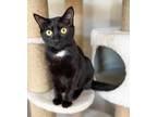 Adopt Snowball - JLI a Black & White or Tuxedo Domestic Shorthair cat in Cross