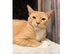 Adopt Asher - JLI a Orange or Red Tabby Domestic Shorthair / Mixed (short coat)