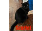 Adopt Scarlet & Rose a All Black Bombay / Mixed (medium coat) cat in Pulaski